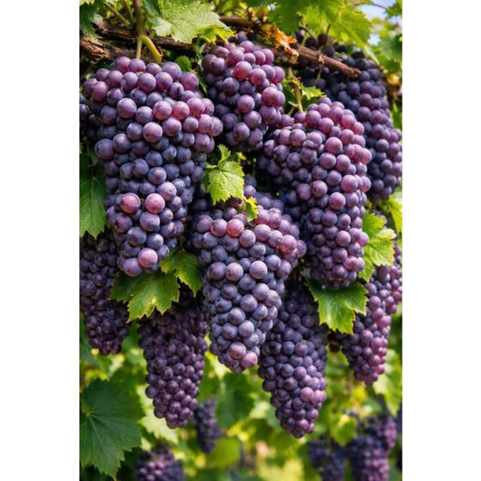 50Pcs Sweet Purple Grape Seeds for Planting – Home Orchard & Backyard Vineyard Fruit Vine