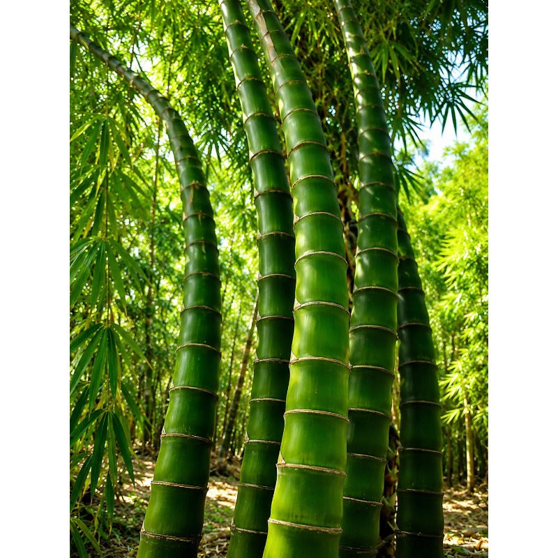 100pcs Buddha Belly Bamboo Seeds Clumping Bamboo Privacy Screen Shade Garden Plant