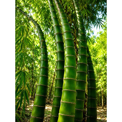 100pcs Buddha Belly Bamboo Seeds Clumping Bamboo Privacy Screen Shade Garden Plant
