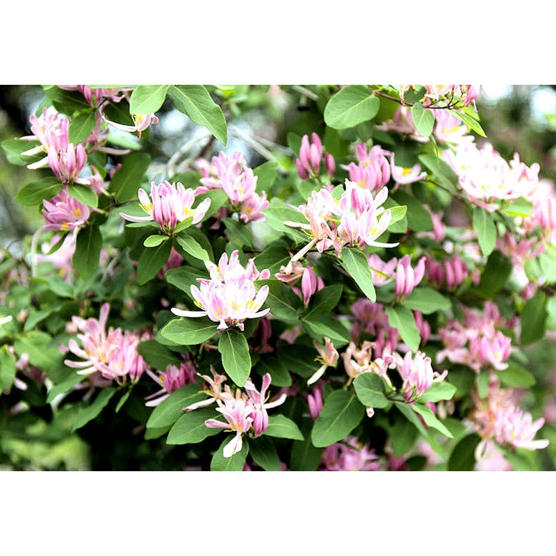98Pcs Honeysuckle Seeds Easy To Maintain And Perfect For Mixed Plantings With Other Ornamental Climbing Varieties