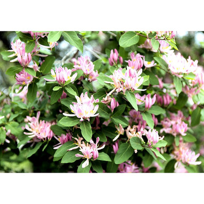 98Pcs Honeysuckle Seeds Easy To Maintain And Perfect For Mixed Plantings With Other Ornamental Climbing Varieties
