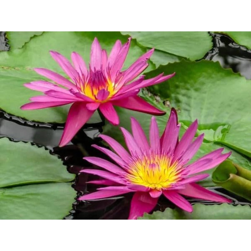 Bowl Lotus Seeds, 12 Non-GMO Mix Water Lily Seeds, Water Plants for Indoor Bonsai & Outdoor Ponds, Easy to Grow for Beginners