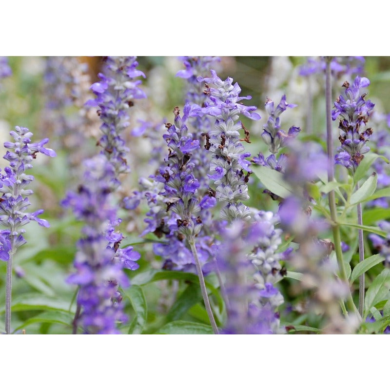 175Pcs Blue Sage Seeds build charming ornamental corners in private open outdoor areas