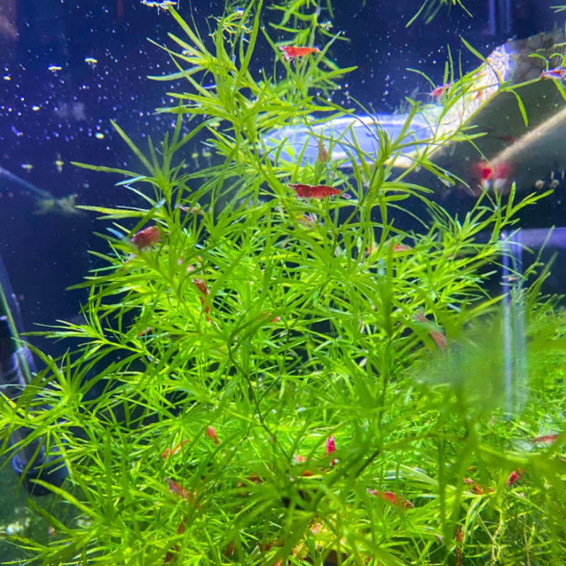 1996Pcs Aquarium Seeds Easy to Establish great for novice aquarium bottom design and indoor water landscape arrangement