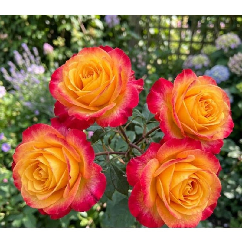 148Pcs Red Yellow Flame Rose Seeds - Stunning Bicolor Double Blooms - Classic Scented Hardy Garden Shrub