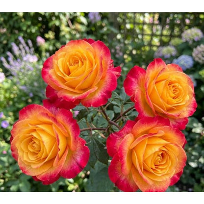 148Pcs Red Yellow Flame Rose Seeds - Stunning Bicolor Double Blooms - Classic Scented Hardy Garden Shrub