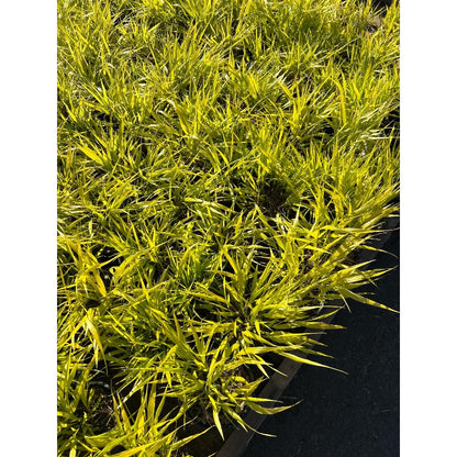 100Pcs High Germination Clumping Grass with Fountain Grass Seeds for Garden Fence Decoration