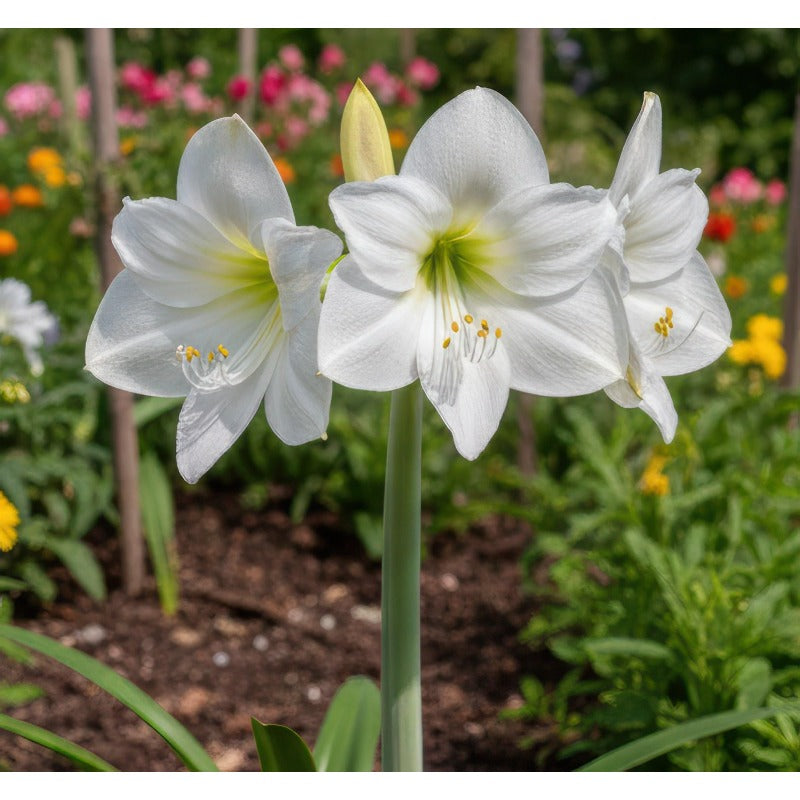 88pcs Premium Double Dream Amaryllis seeds  Soft Pink Double Blooms with Delicate Veining | Indoor Holiday Flowering seeds | Easy to Grow Gift Plant