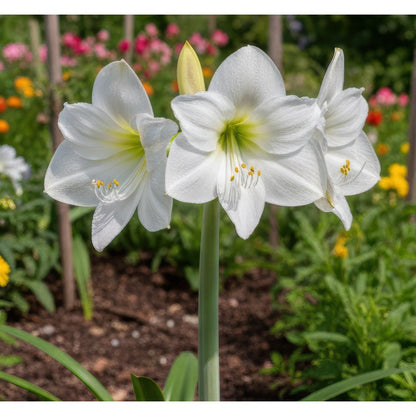 88pcs Premium Double Dream Amaryllis seeds  Soft Pink Double Blooms with Delicate Veining | Indoor Holiday Flowering seeds | Easy to Grow Gift Plant