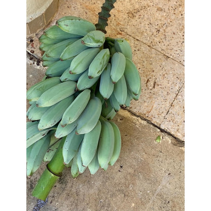100pcs No Green Thumb Required To Grow Successfully Banana Seeds Offer Reliable Sprouting For Large Container Gardening