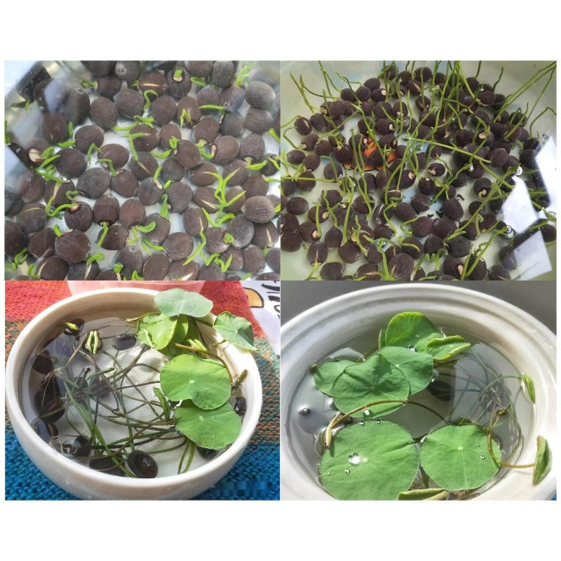 12pcs Beautiful Classic Water Blooms Vigorous Lotus Seeds for Planting