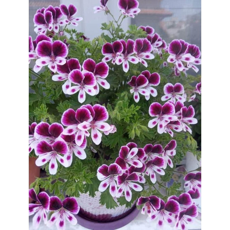 500Pcs Citronella Seeds Landscaping For Easy Care And Attractive Outdoor Spaces
