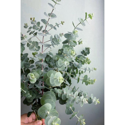 95Pcs Eucalyptus Seeds ideal for forming continuous tall screening lines along property borders and fence lines