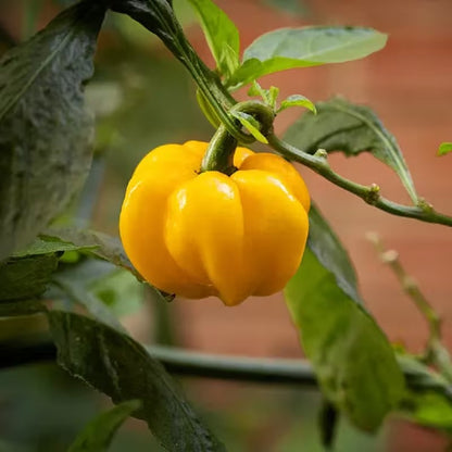 200pcs Suitable for beginner planting Pepper Seeds flourish in loose fertile soil suited for row and container cultivation