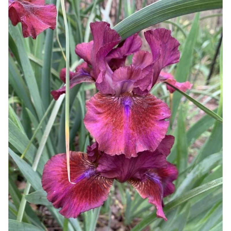 100pcs Iris Seeds Friendly for new gardeners grow into full bushy clumps with elegant seasonal bloom characteristics
