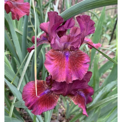 100pcs Iris Seeds Friendly for new gardeners grow into full bushy clumps with elegant seasonal bloom characteristics