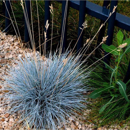 500pcs Lawn Thickening Grass Fescue Seeds Boosts Density For Existing Turf Simple To Cultivate