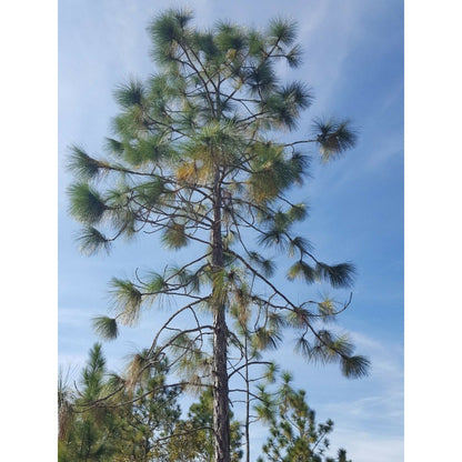 80Pcs Pine Seeds for planting add classic structural texture to flat open residential yard landscapes