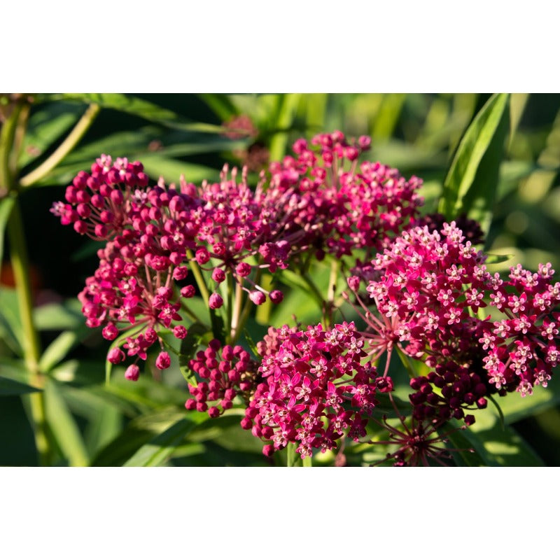 200pcs Milkweed Seeds Friendly for new gardeners grow into full upright clumps with elegant seasonal bloom characteristics