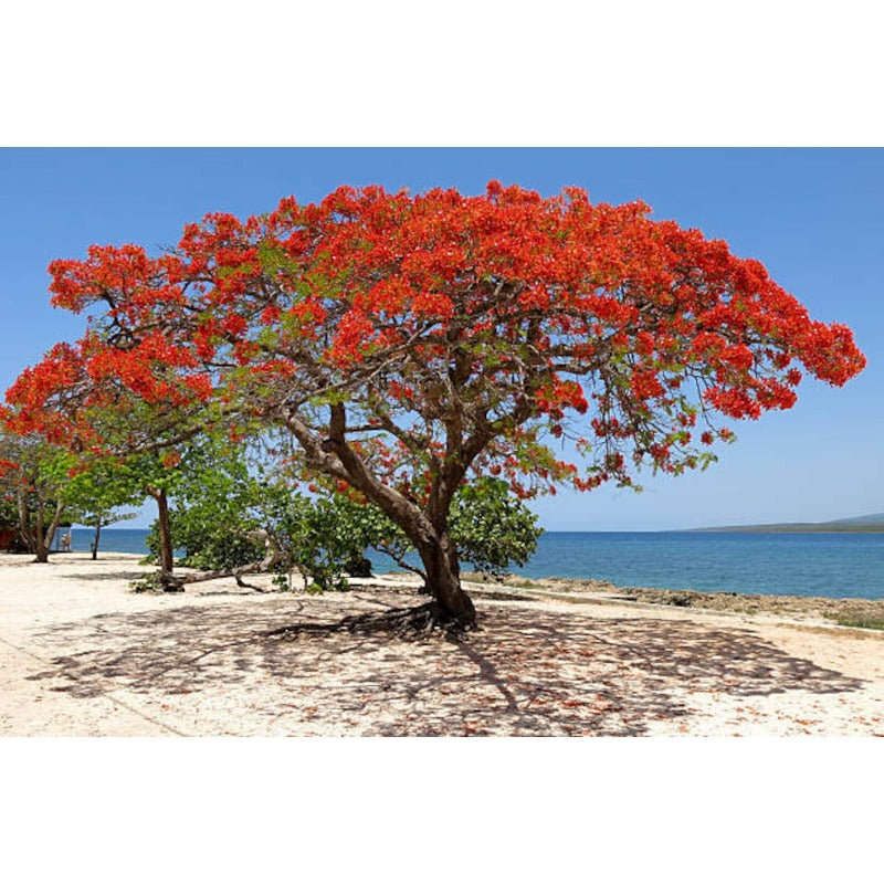 20Pcs Royal Poinciana Seeds Attractive To Wildlife Adds Life And Movement To Your Garden