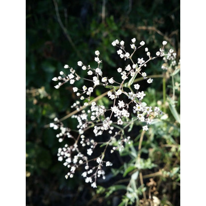 100pcs Gypsophila Seeds Friendly for new gardeners grow into full billowy mounded clumps with prolonged seasonal blooming features