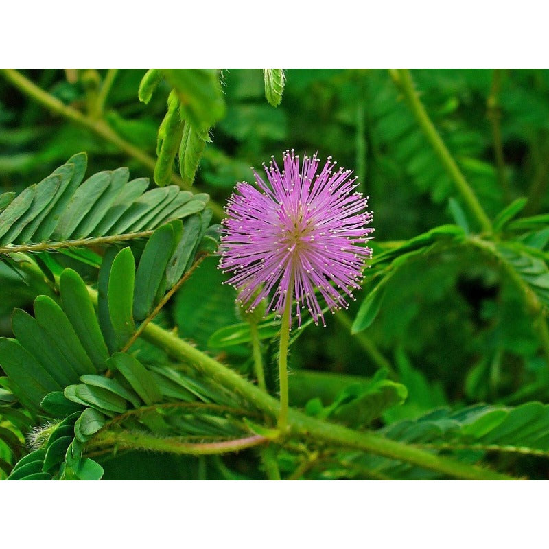 100Pcs Easy to Sow Sensitive Plant Seeds ideal for creating eye-catching ornamental accents along window sides and shaded interior borders