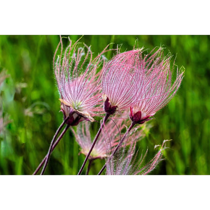 87Pcs Beginner Friendly Prairie Smoke Seeds withstand mild wind and temperature fluctuations in open rocky and wildflower garden locations