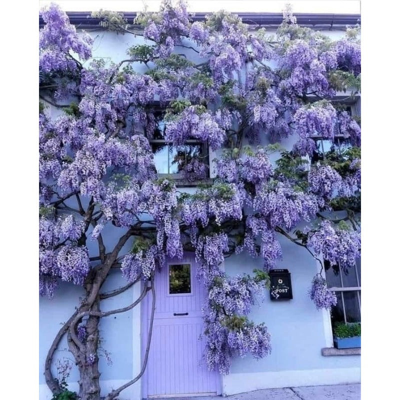 10pcs Blue Rain Wisteria seeds best gift for him her home decor teacher gifts graduation outdoor gardening DIY birthday present flowering plants