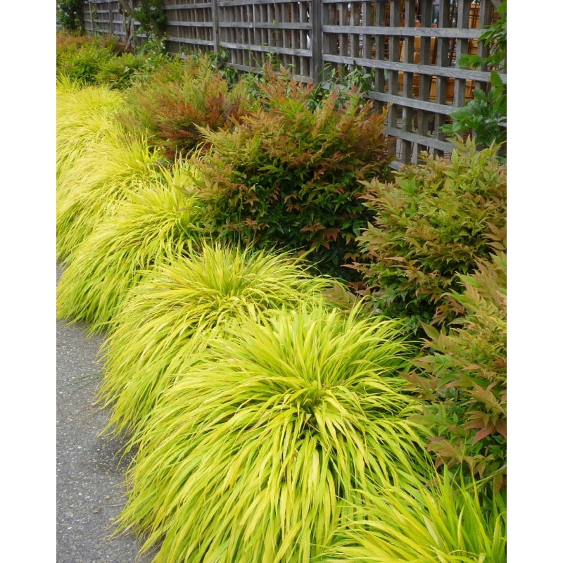 100Pcs High Germination Clumping Grass with Fountain Grass Seeds for Garden Fence Decoration