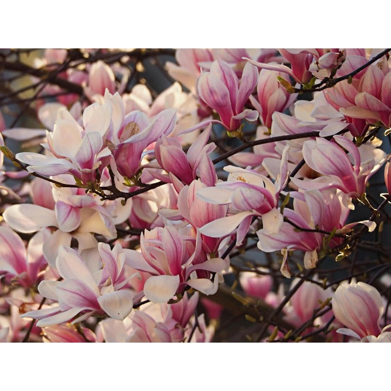 30pcs Magnolia Seeds for Planting - Perennial Yulania Magnoli Denudata Flower Tree, Fragrant Heirloom White Blooms for Home Garden Outdoor