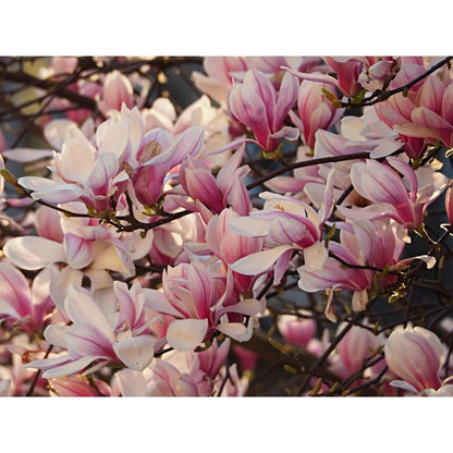 30pcs Magnolia Seeds for Planting - Perennial Yulania Magnoli Denudata Flower Tree, Fragrant Heirloom White Blooms for Home Garden Outdoor