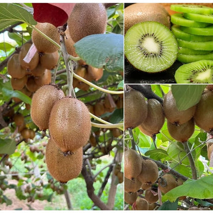 200Pcs Kiwifruit Seeds Great For Cultivating Creates A Polished Look In Informal Garden Yards