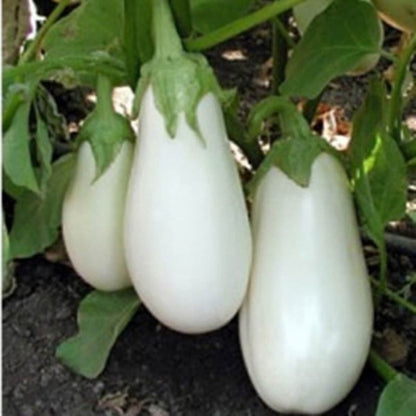 200pcs pure white heirloom Eggplant Seeds Suitable for home planting ideal for personal landscape arrangement