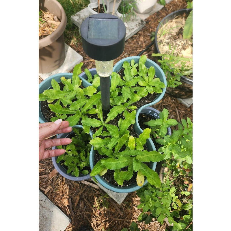 200pcs Culantro Seeds Convenient for Cultivation adapt calmly to regular warm ambient temperature changes