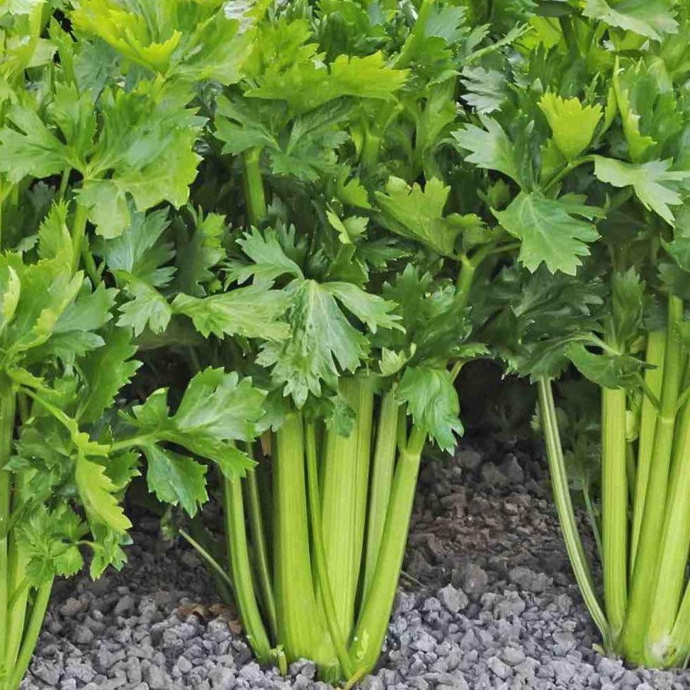 500pcs Giant Golden Pascal Celery Seeds  Heirloom / Non-GMO