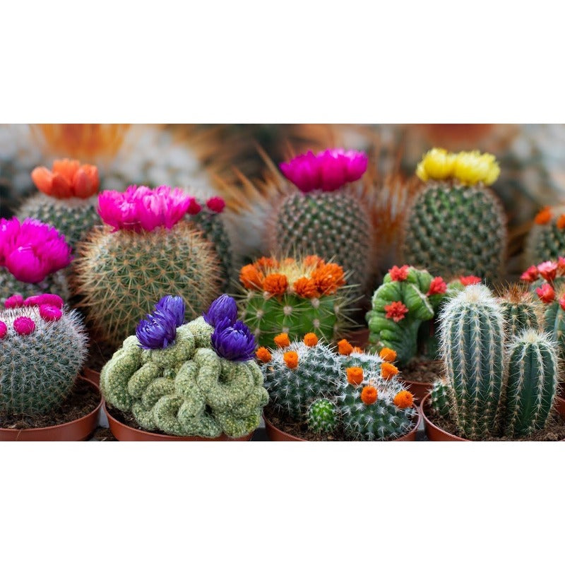 100pcs Cactus Seeds Simple to Grow add minimalist artistic ornamental charm to home, patio and garden decorative spaces