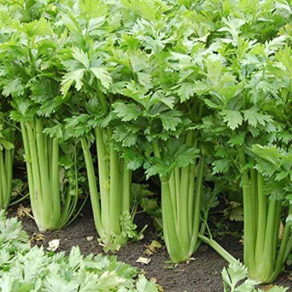 500pcs Giant Golden Pascal Celery Seeds  Heirloom / Non-GMO