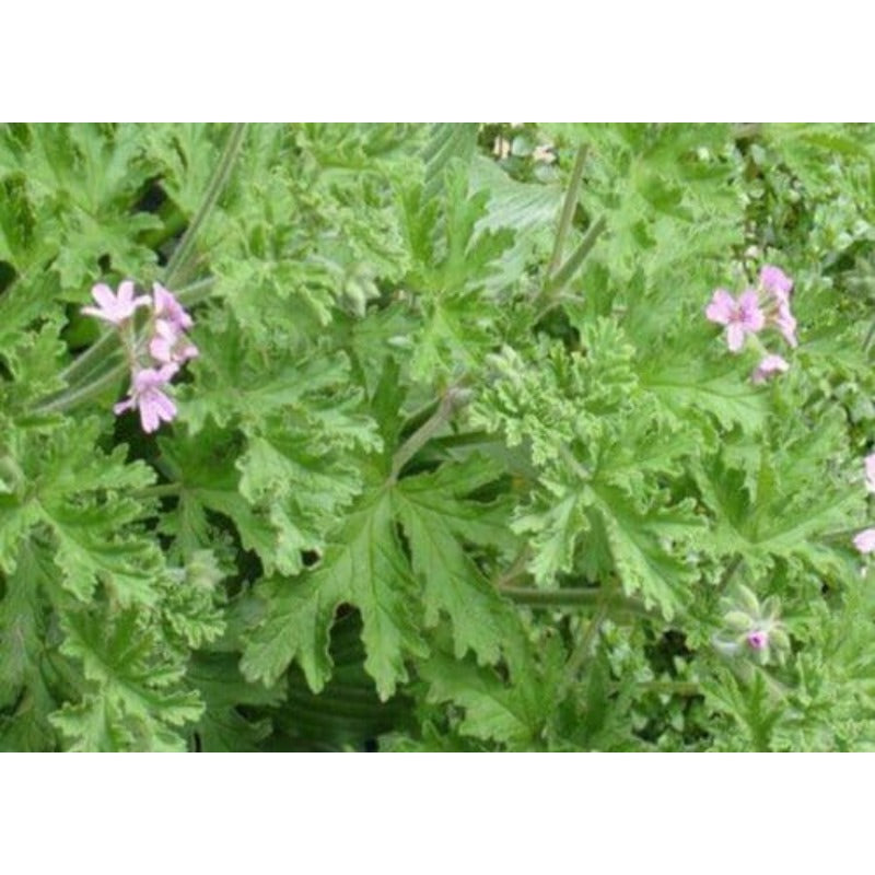 490Pcs Citronella Seeds Bring A Touch Of Fresh Outdoor Elegance To Ordinary Backyard And Patio Environments