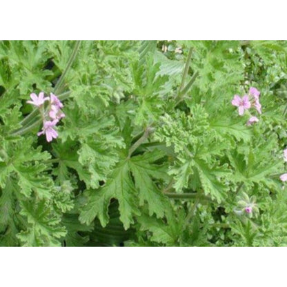 490Pcs Citronella Seeds Bring A Touch Of Fresh Outdoor Elegance To Ordinary Backyard And Patio Environments