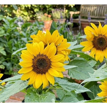 100pcs Yellow Sunflower Seeds Vibrant Gold Blooms flourish in ordinary well drained soil suited for ornamental garden cultivation