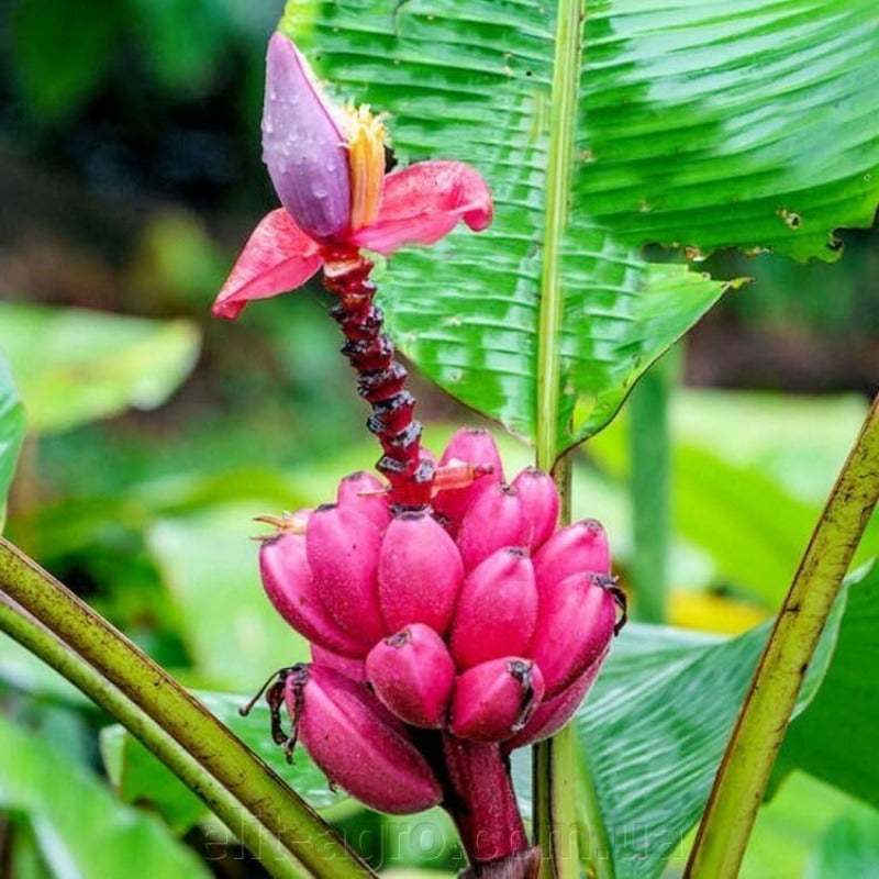 100Pcs Seeds Pink Ornamental Banana Perennial Tree Non GMO