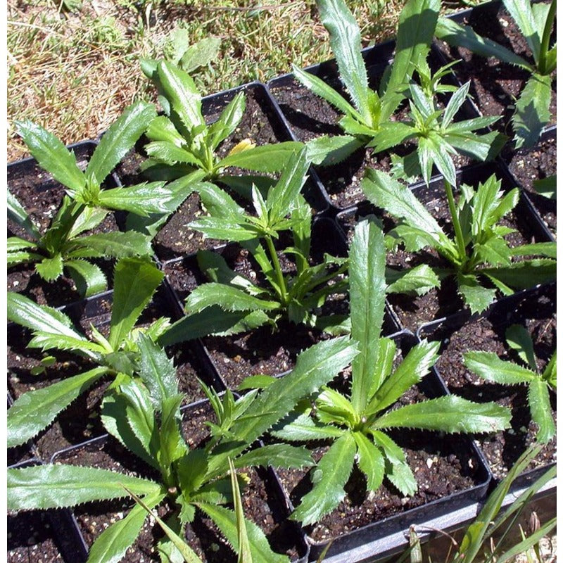 200pcs Culantro Seeds Convenient for Cultivation adapt calmly to regular warm ambient temperature changes