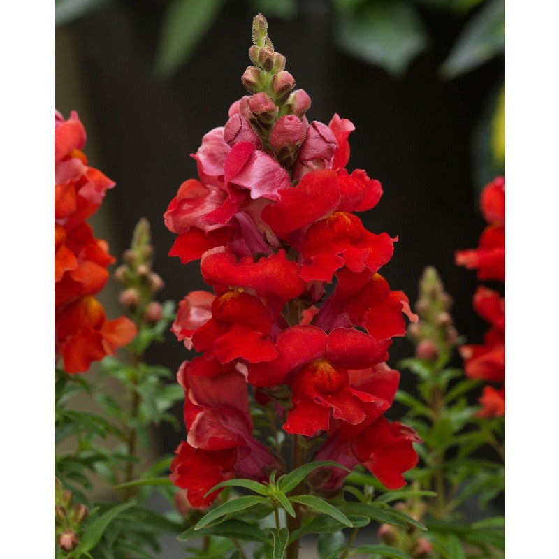Crimson Red Snapdragon Striking Color & Old time favorite Up to 3 feet Tall 1000SEEDS