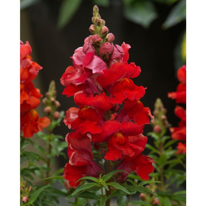 Crimson Red Snapdragon Striking Color & Old time favorite Up to 3 feet Tall 1000SEEDS