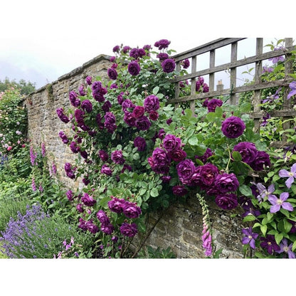150Pcs Arching Growth Climbing Potential Rose Seeds Ideal For Trellises And Walls