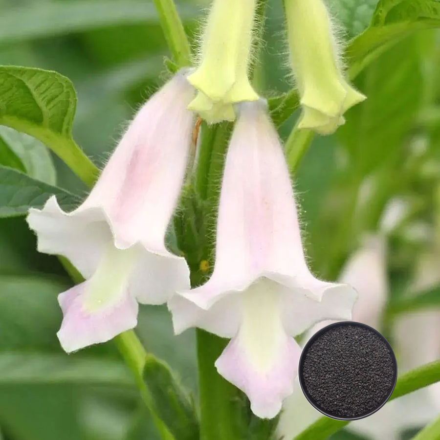500pcs Black Sesame Seeds Strong Stress Resistance Grow Well In Challenging Conditions