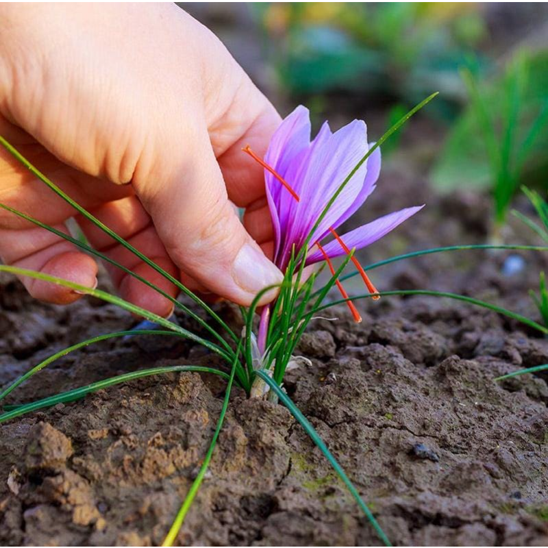 100pcs Rapid Growth Hardy Perennial seeds with Saffron Seeds for Home Gardening