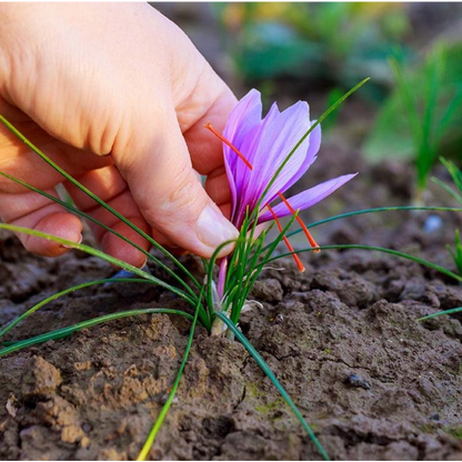 100pcs Rapid Growth Hardy Perennial seeds with Saffron Seeds for Home Gardening