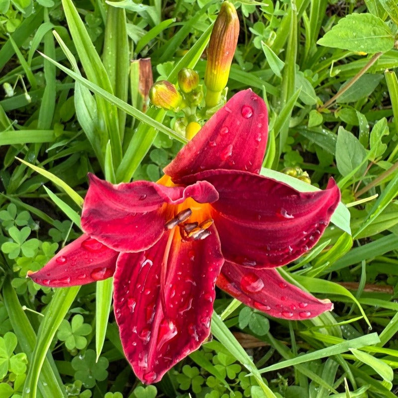 100pcs Suitable for beginner planting Hundred Tail Flower Seeds flourish in ordinary well-drained soil suited for yard and garden flower cultivation