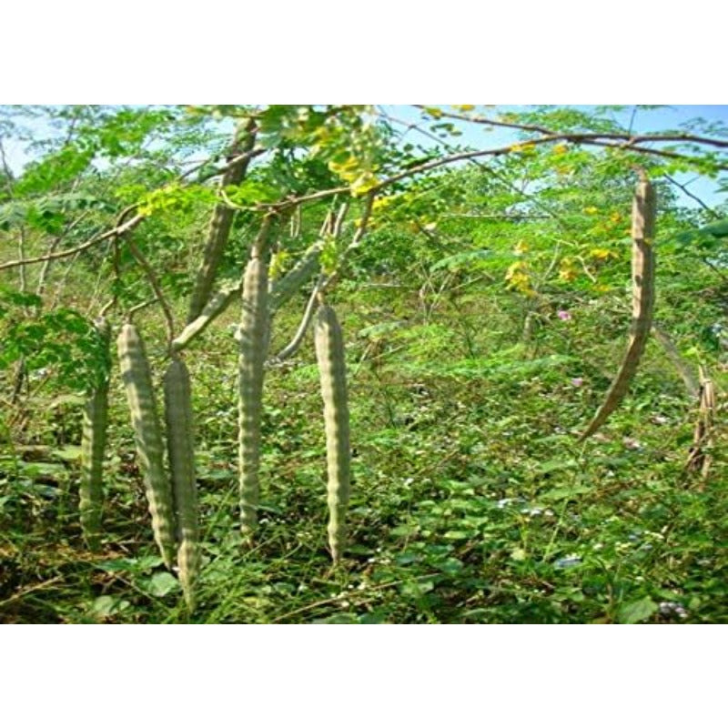 25Pcs Seeds of The Tree of Life - The Moringa Tree Easy to Grow, Fast Growing Tree